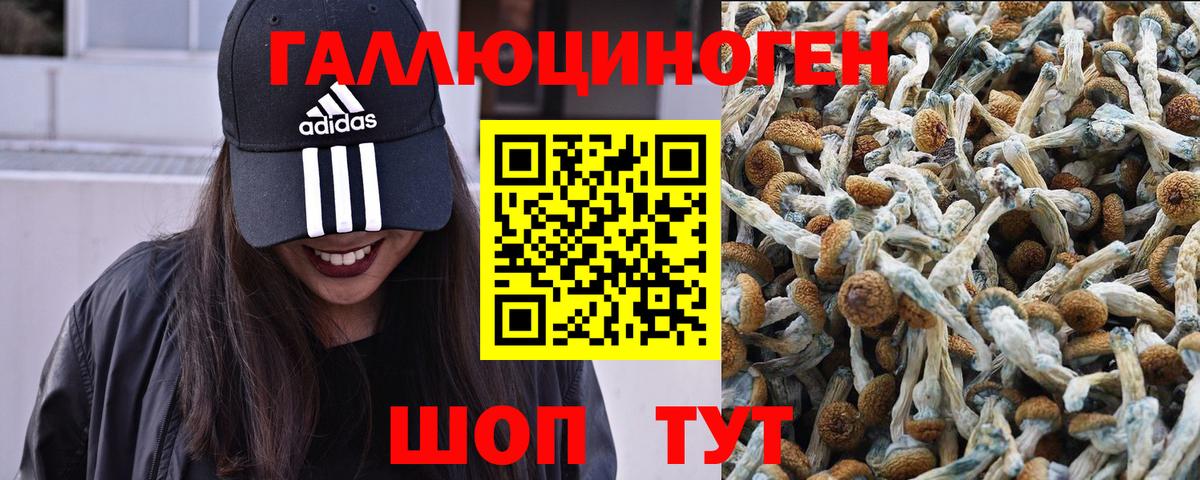 Галлюциногенные грибы Psilocybine cubensis Тосно